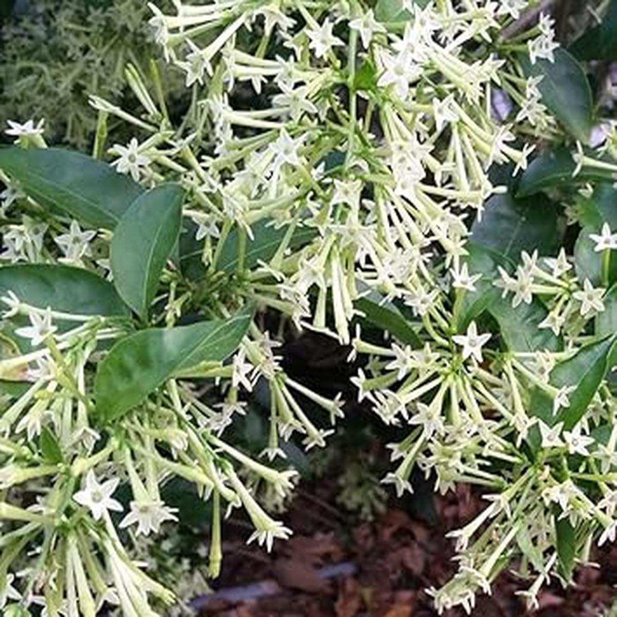 Heirloom Nocturnum Flower seeds for Planting Cut Flower Favorite Heirloom & GMO Free Seeds for Home Garden