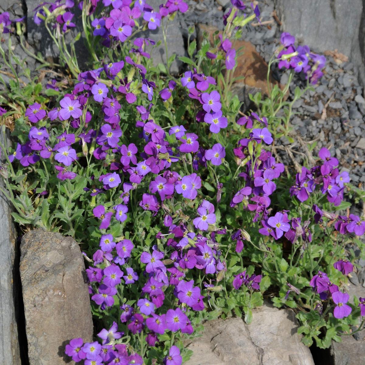 Heirloom Non-GMO Aubrieta Flower Seeds for Planting  Vibrant Ground Cover for Rock Gardens