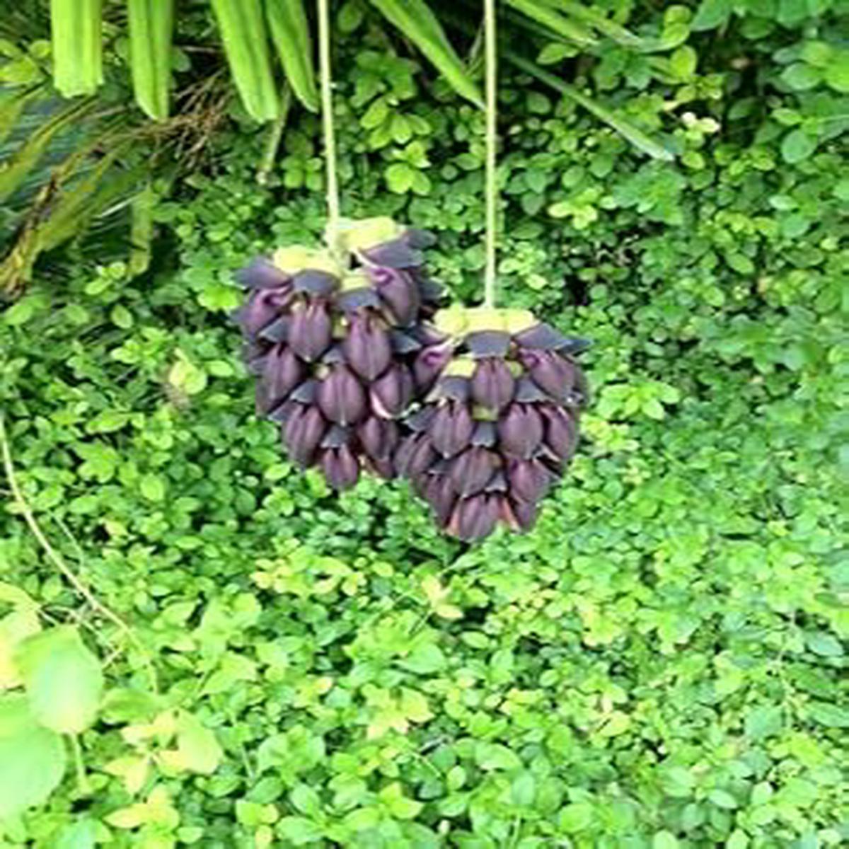 Heirloom Non-GMO Black Strongylodon Macrobotrys Flower Seeds for Garden Planting | High Germination Organic Garden Seeds