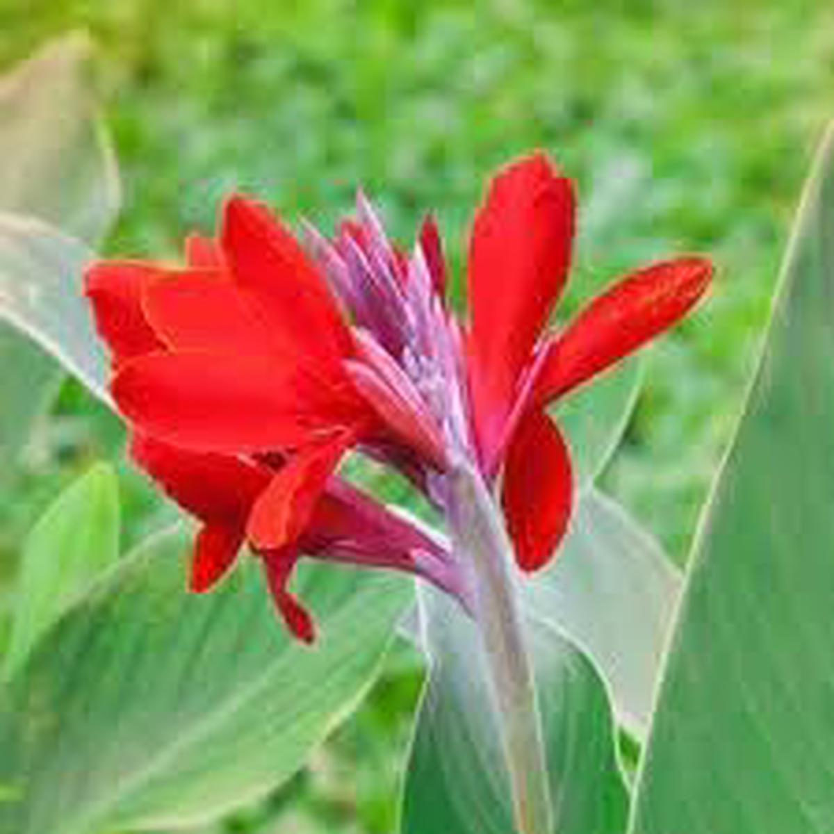 Heirloom Non-GMO Canna Flower Seeds for Garden Planting Vibrant Tropical Blooms