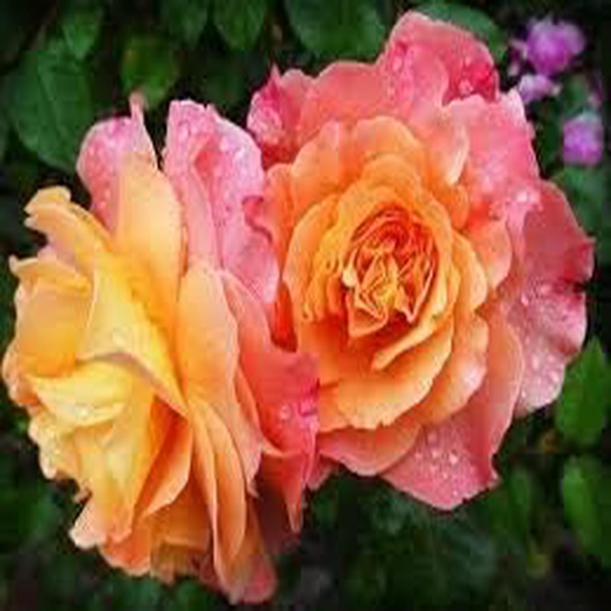 Heirloom Non-GMO Clay Orange Rose Flower Seeds Organic Garden Seeds with High Germination for Planting