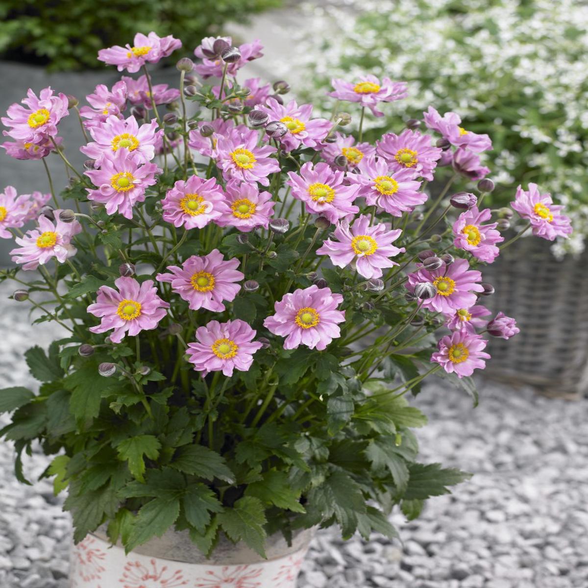 Heirloom Non-GMO Fantasy Pocahontas Anemone Flower Seeds for Planting  Elegant Perennial Garden Blooms
