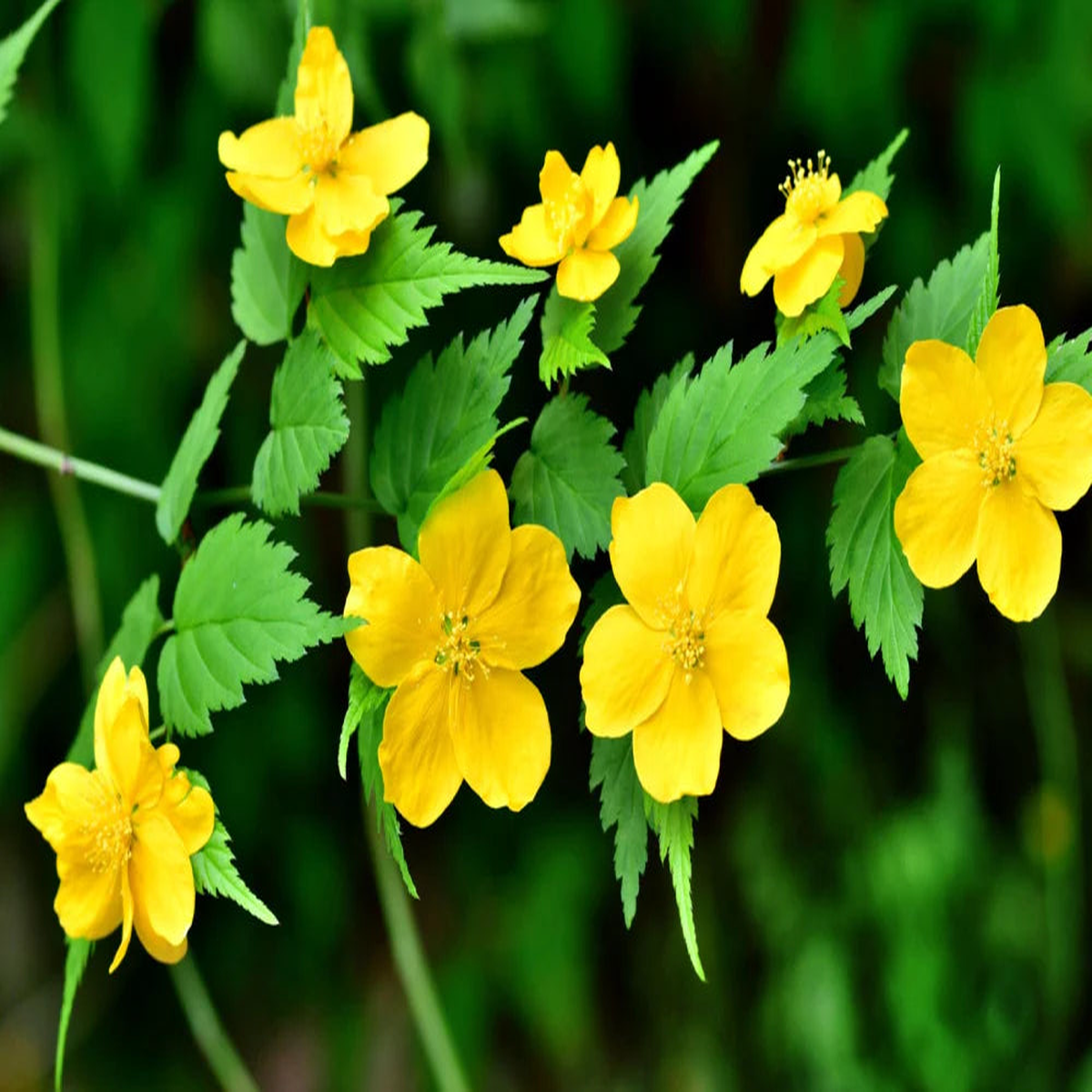 Heirloom Non-GMO Kerria Japonica Flower Seeds for Planting  Bright Yellow Blooms for Ornamental Shrub Gardens