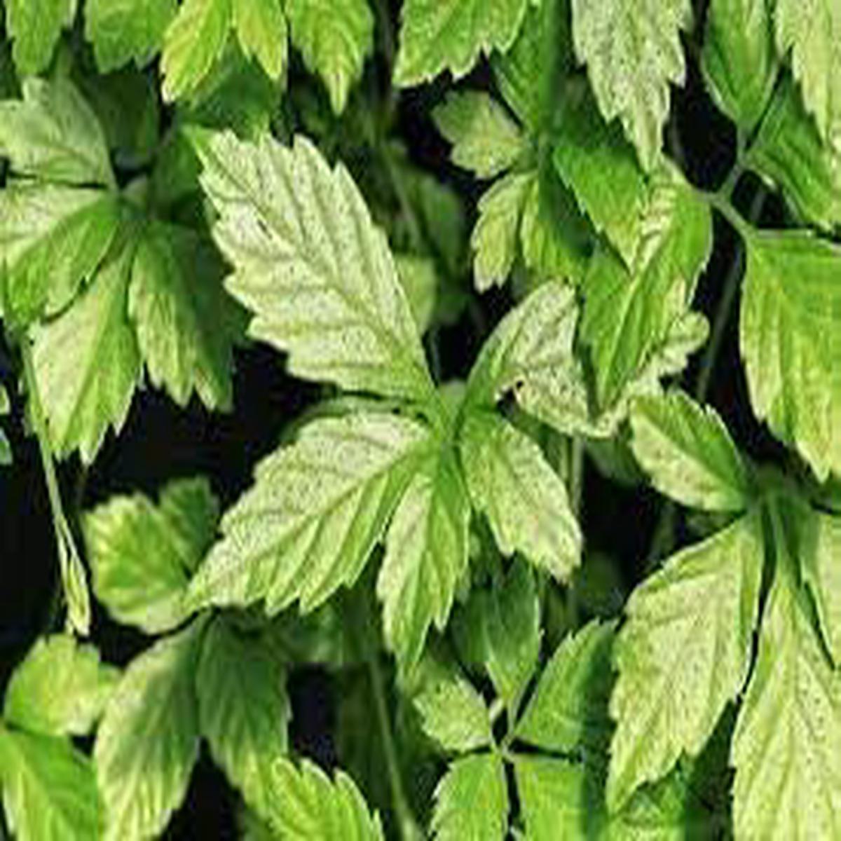 Heirloom Non-GMO Pentaphyllum Plant Seeds for Planting  Rare Climbing Vine for Medicinal Gardens