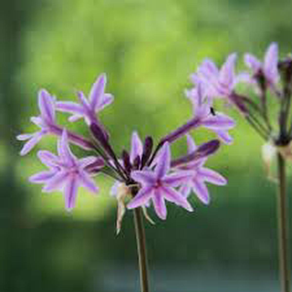Heirloom Non-GMO Tulbaghia Violacea Flower Seeds for Planting  Fragrant Ornamental Flower Seeds
