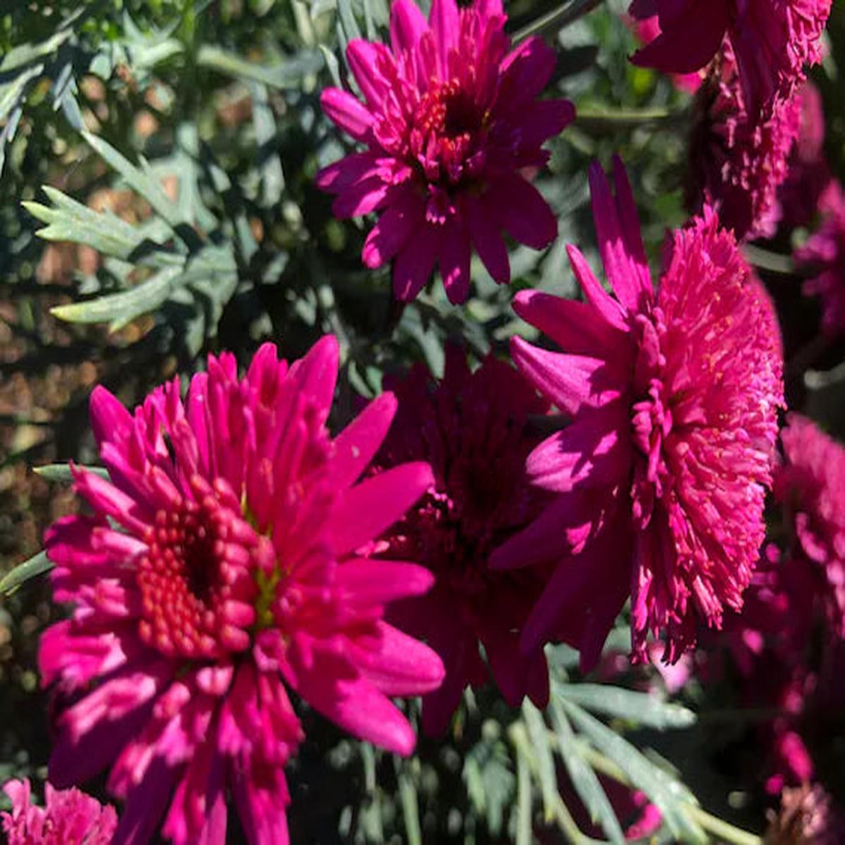 Heirloom Pink Argyranthemum Flower seeds for Planting - Hardy Variety, Heirloom & GMO Free Seeds for Home Garden