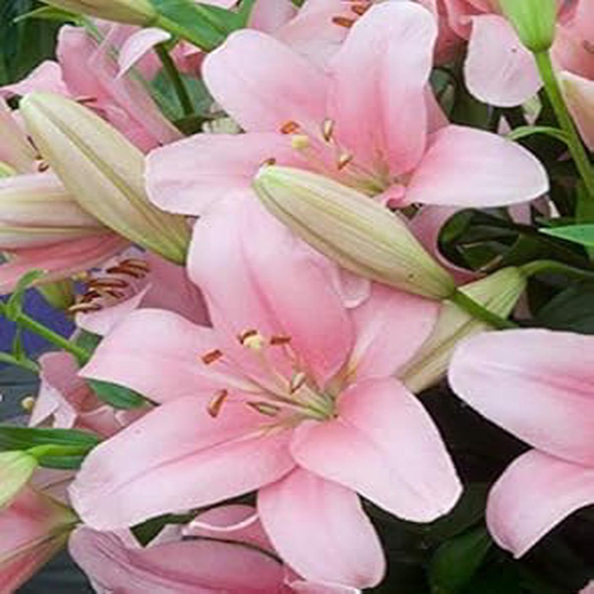 Heirloom White Light Pink Lilium Flower Seeds for Planting  Organic, Non-GMO, High Germination Elegant Garden Seeds