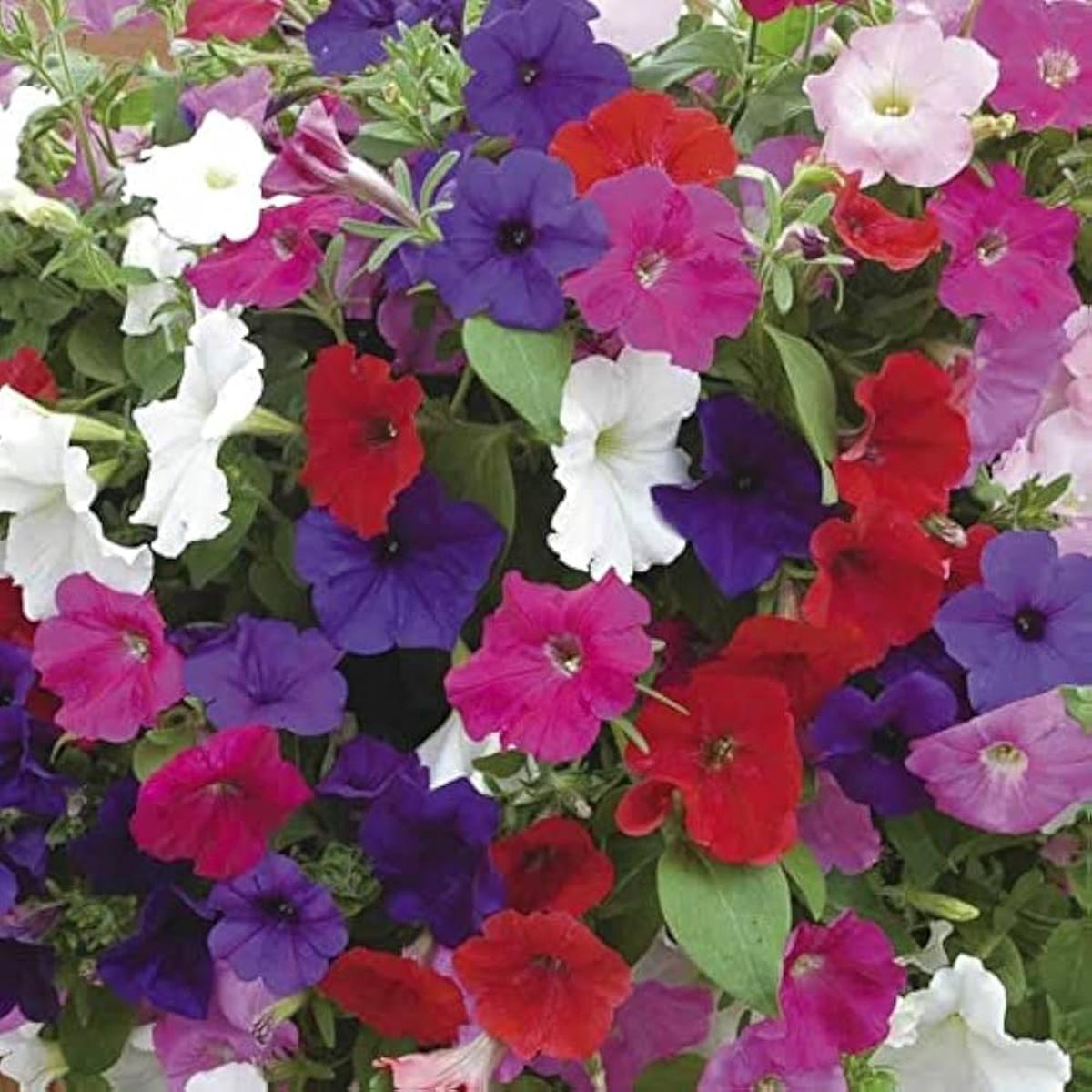 Lavender Seeds Tritunia Pelletta Petunia for Planting flower bed