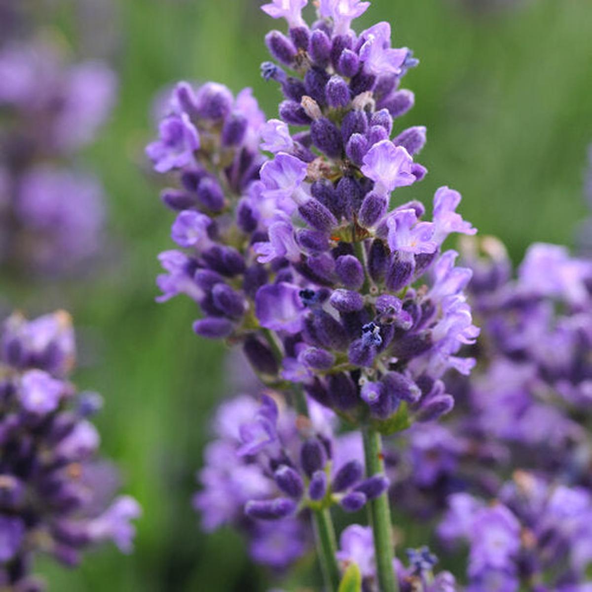 Light Lavender Succulent Flower Seeds for Planting Heirloom, Non-GMO, Cut Flower Favorite, High Germination