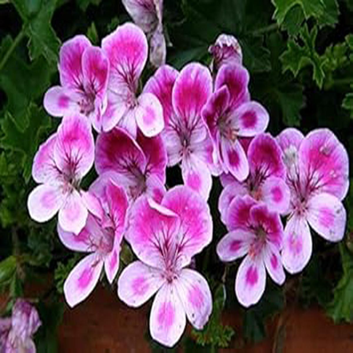 Light Pink & White Geranium Flower Seeds for Planting  Heirloom, Non-GMO, High Germination Organic Seeds