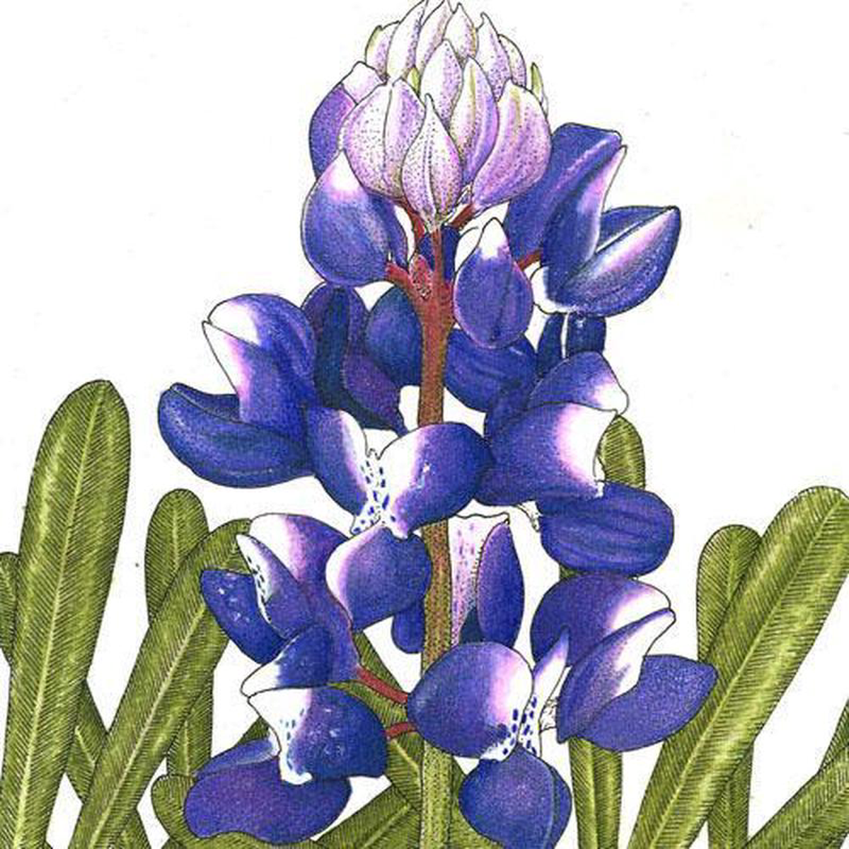Lupine Arroyo Blue (14 lb)