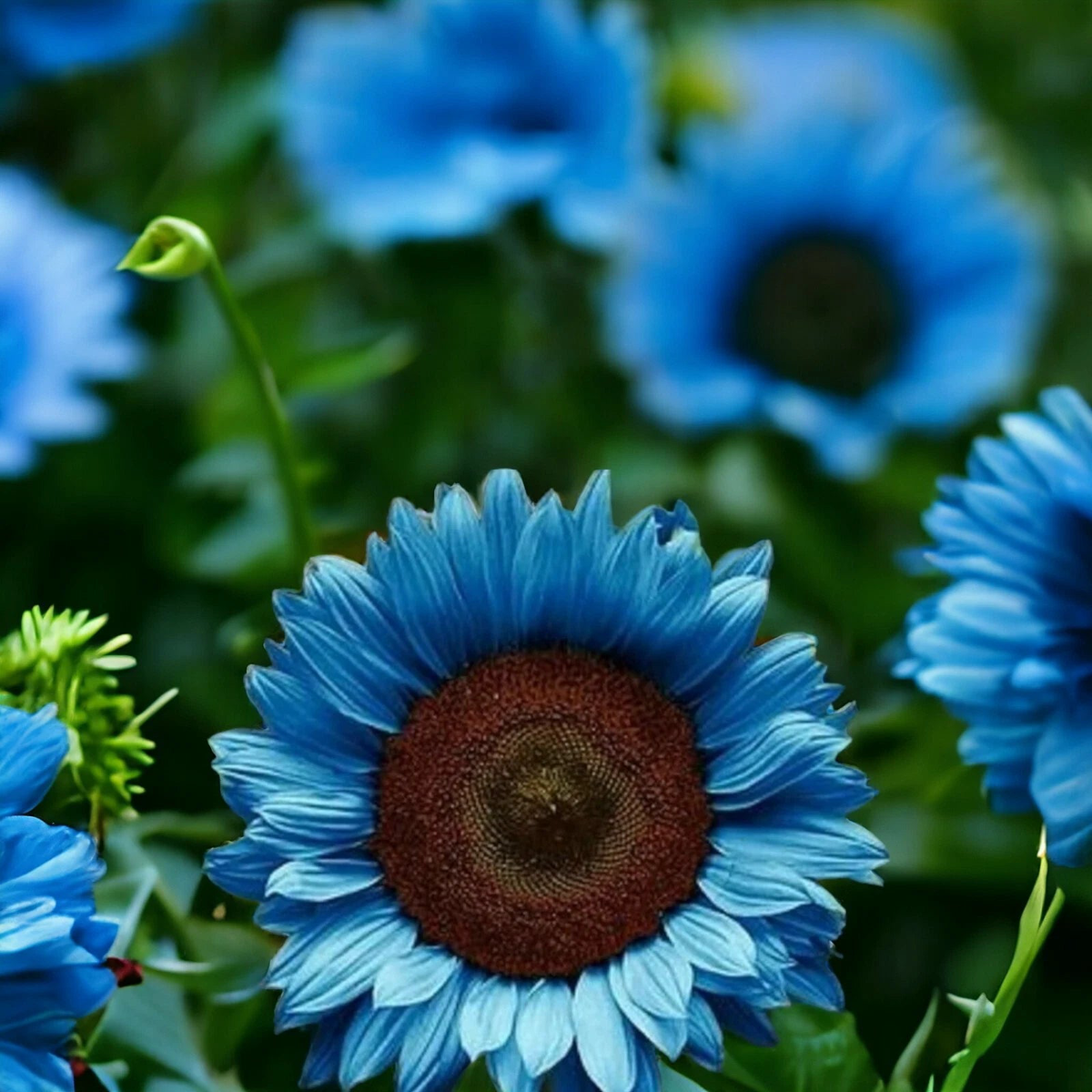 Midnight Oil Blue Sunflower Seeds Rare Bonsai Black Hybrid for Your Garden Seeds  Heirloom, Non-GMO, High Germination Organic Garden Seeds