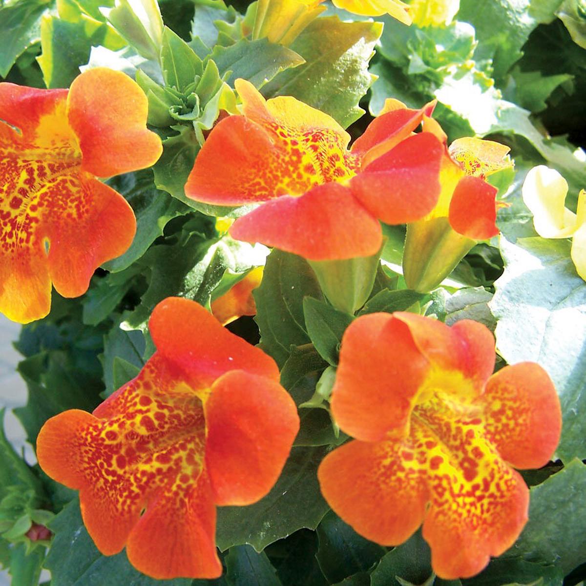 Mimulus Flower seeds for Planting Sun Loving Heirloom & GMO Free Seeds for Home Garden