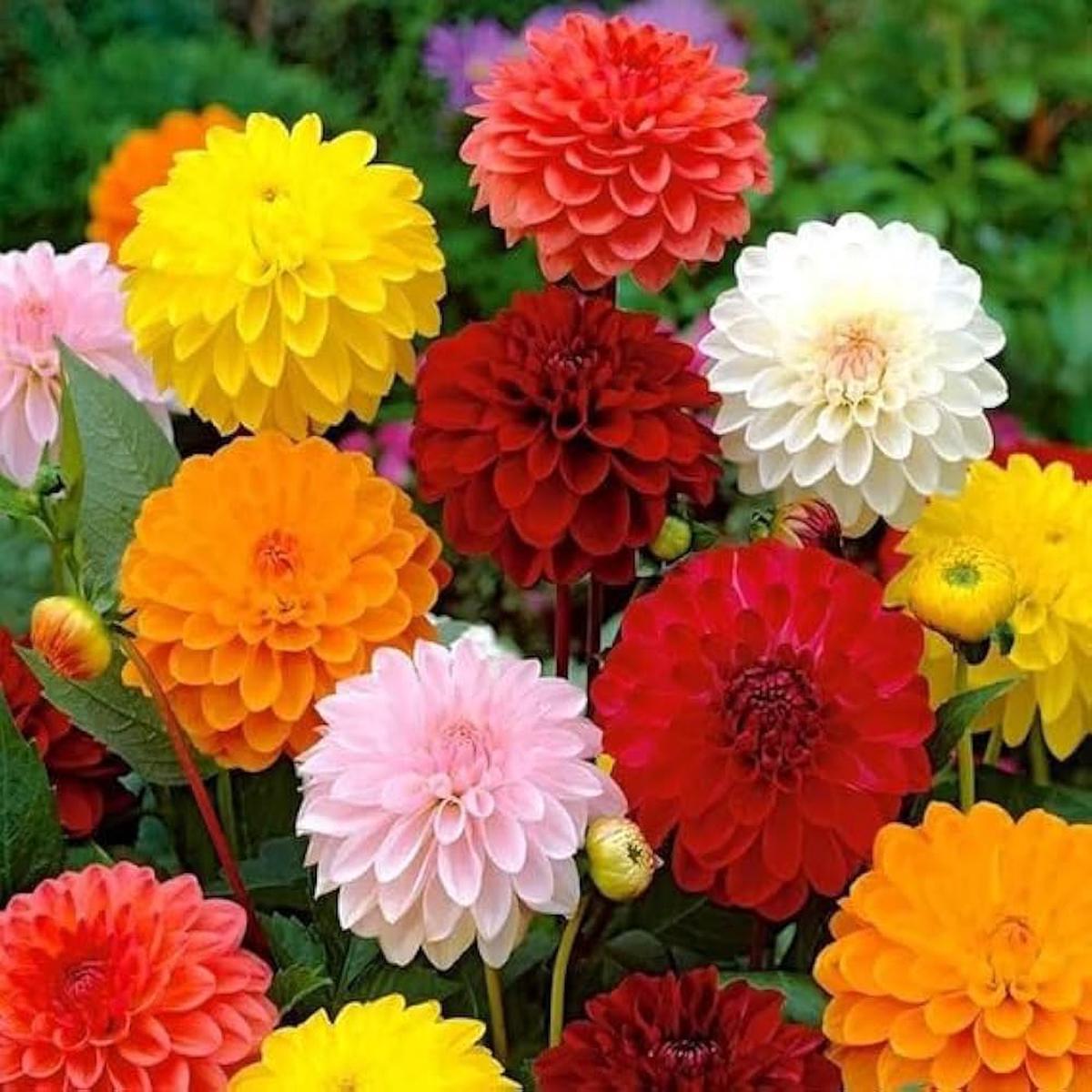 Mix Dahlia Fantasy Flower seeds for Planting - Drought Tolerant, Heirloom & GMO Free Seeds for Home Garden