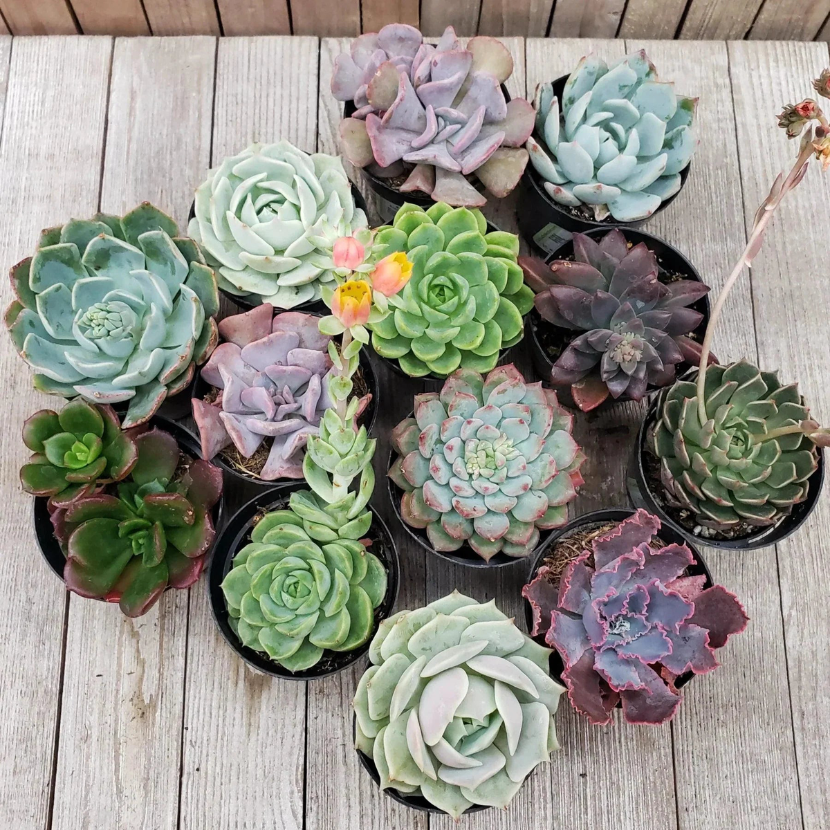 Mixed Echeveria Flower Seeds for Planting  Heirloom, Non-GMO, Easy to Grow, High Germination