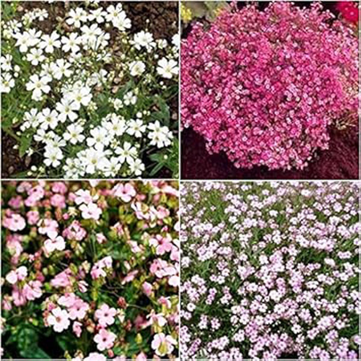 Mixed Gypsophila Paniculata Flower Seeds for Planting Long Bloom Season, Heirloom, Non-GMO, High Germination Organic Garden Seeds