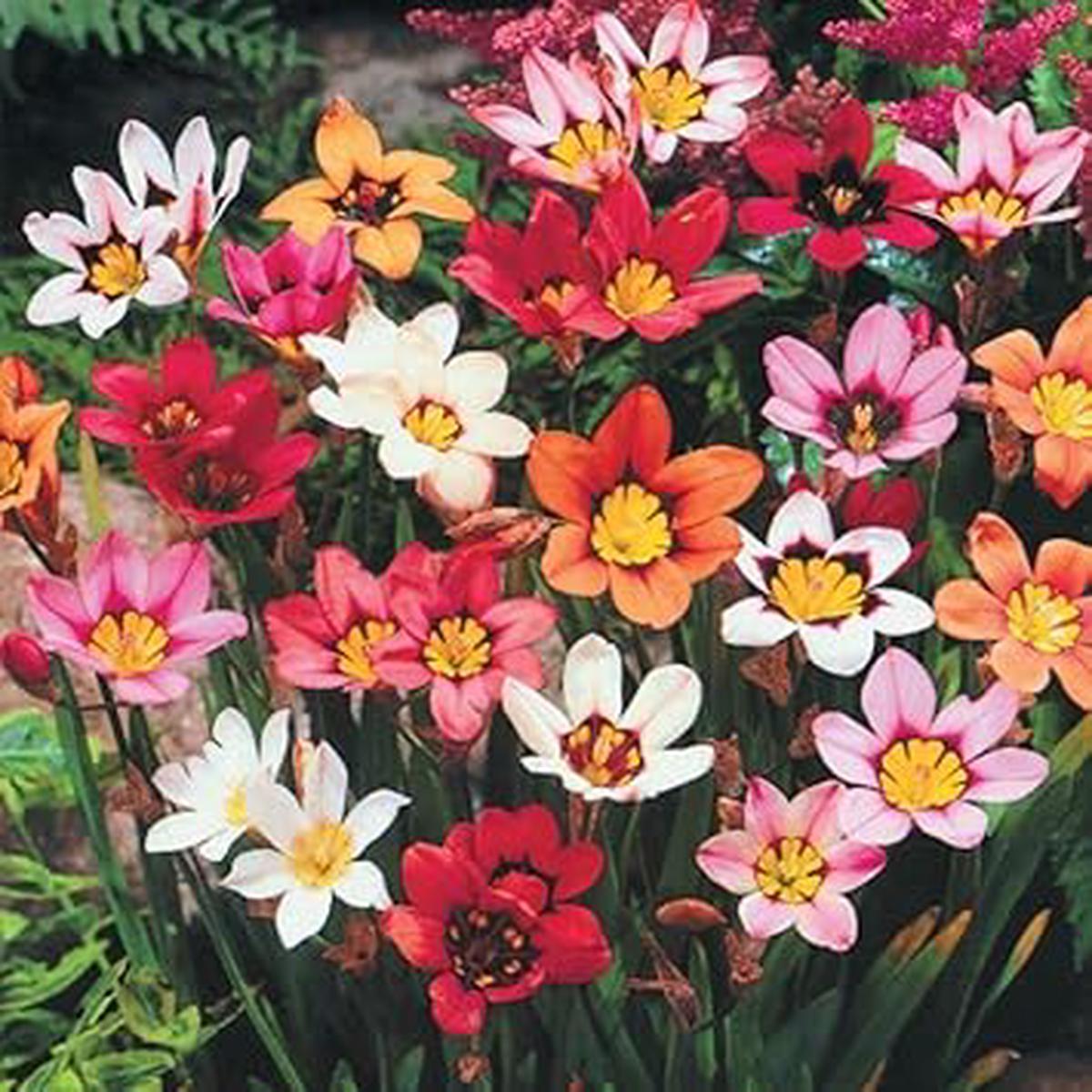 Mixed Sparaxis Flower Seeds for Planting - 100 pcs