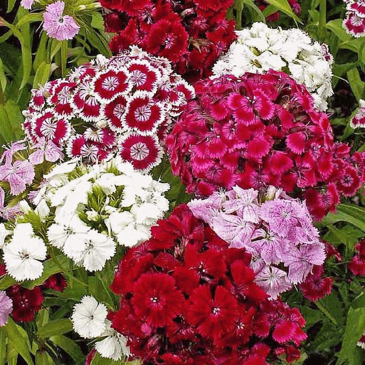 Mixed William Flower Seeds for Planting - Heirloom, Non-GMO, High Germination Organic Garden Seeds