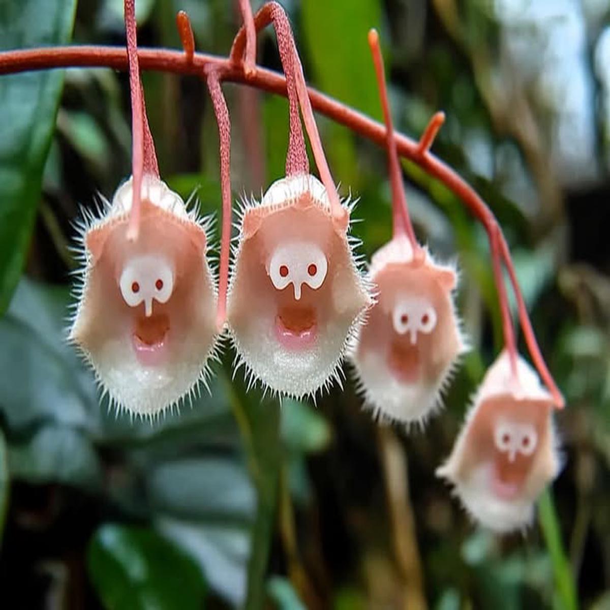 Monkey Face Light Pink Orchids Flower Seeds for Planting  Heirloom Non-GMO, High Germination Garden Seeds
