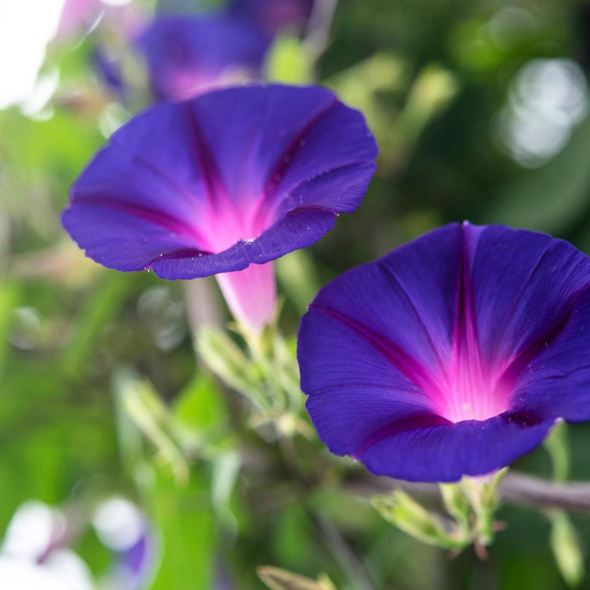 Morning Glory Flower Seeds for Planting Heirloom, Non-GMO, Easy to Grow, Annual