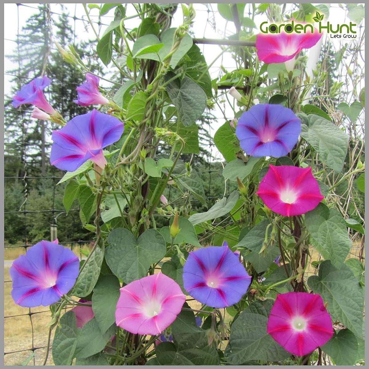 Morning Glory Ipomoea Purpurea Climbing Petunia Flower Seeds for Planting  Excellent for Vertical Garden and Trellises