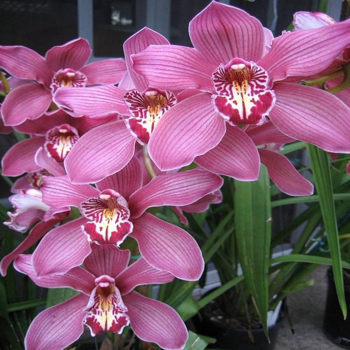 Nema Cymbidium Orchid Flower Seeds for Planting  Heirloom Non-GMO, High Germination Organic Garden Seeds