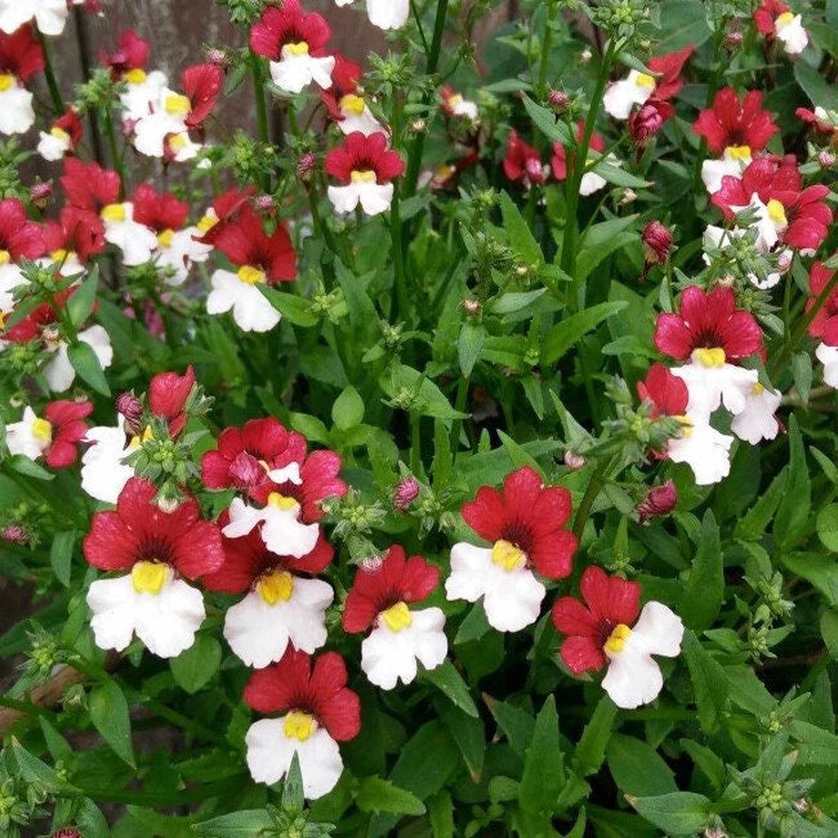 Nemesia Strumosa Flower seeds for Planting Shade Tolerant Heirloom & GMO Free Seeds for Home Garden Sale