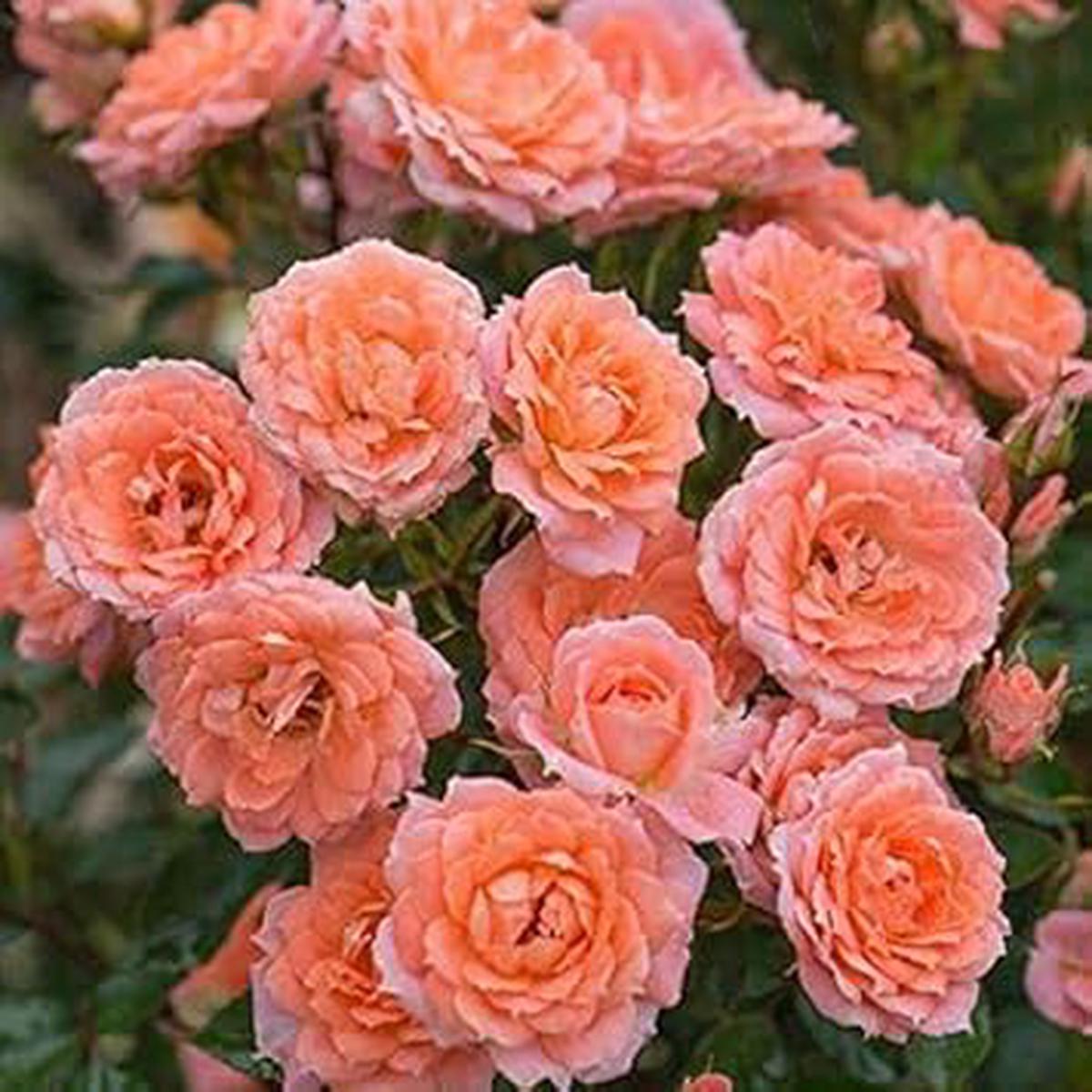 Orange Double-Petal English Rose Seeds  Heirloom, Non-GMO, High Germination Organic Garden Seeds for Planting
