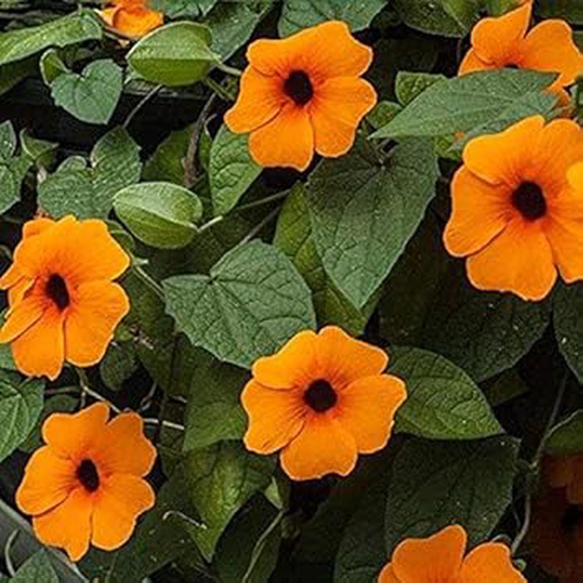 Orange Thunbergia Flower seeds for Planting - Hardy Variety, Heirloom & GMO Free Seeds for Home Garden