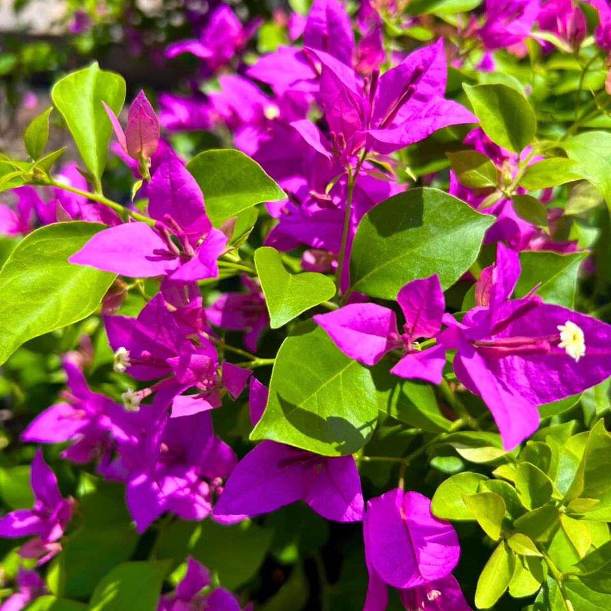 Organic Purple Bougainvillea Flower Seeds for Planting  Heirloom & Non-GMO Garden Seeds