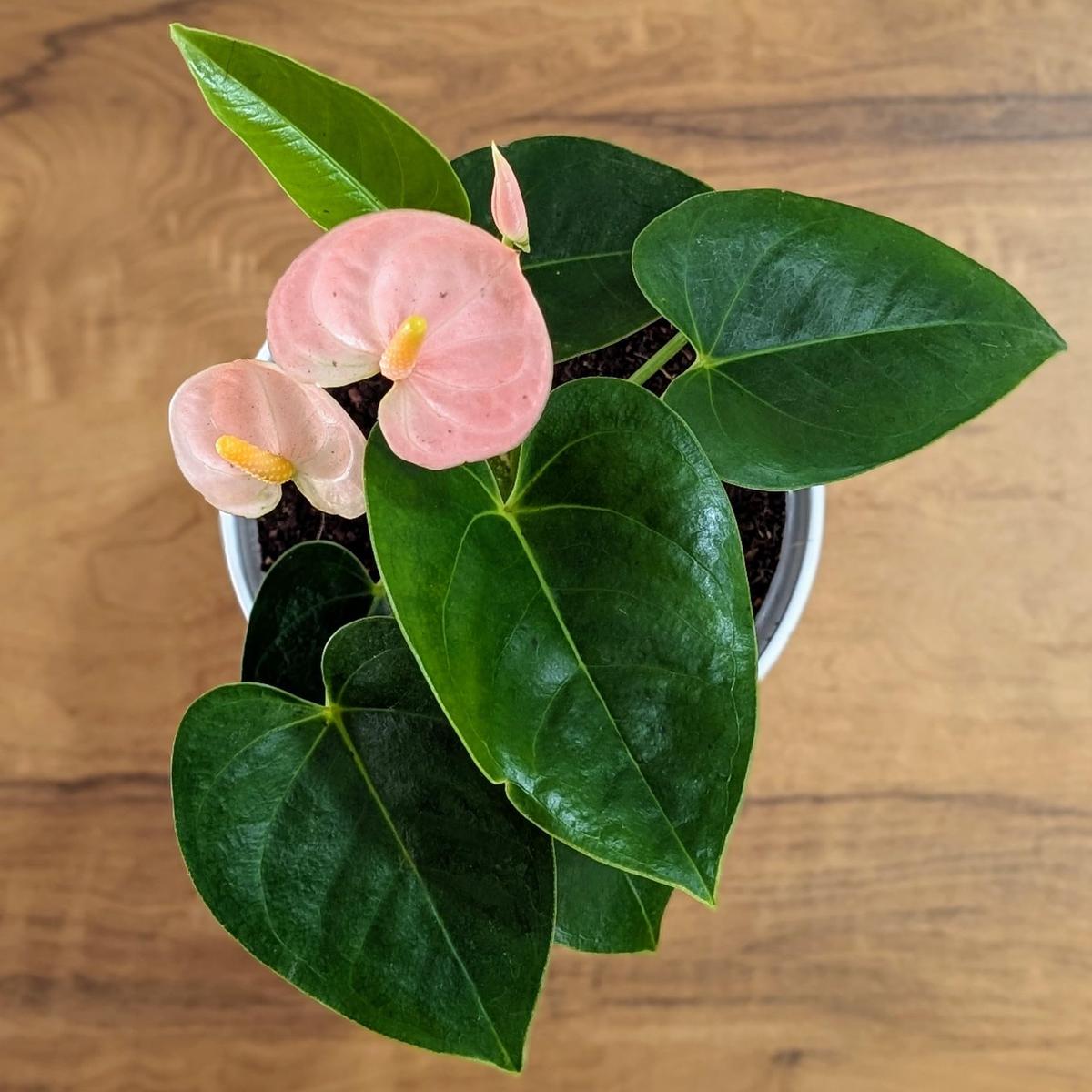 Peach Anthurium Flower seeds for Planting  Cottage Garden Essential, Heirloom & Non-GMO Seeds