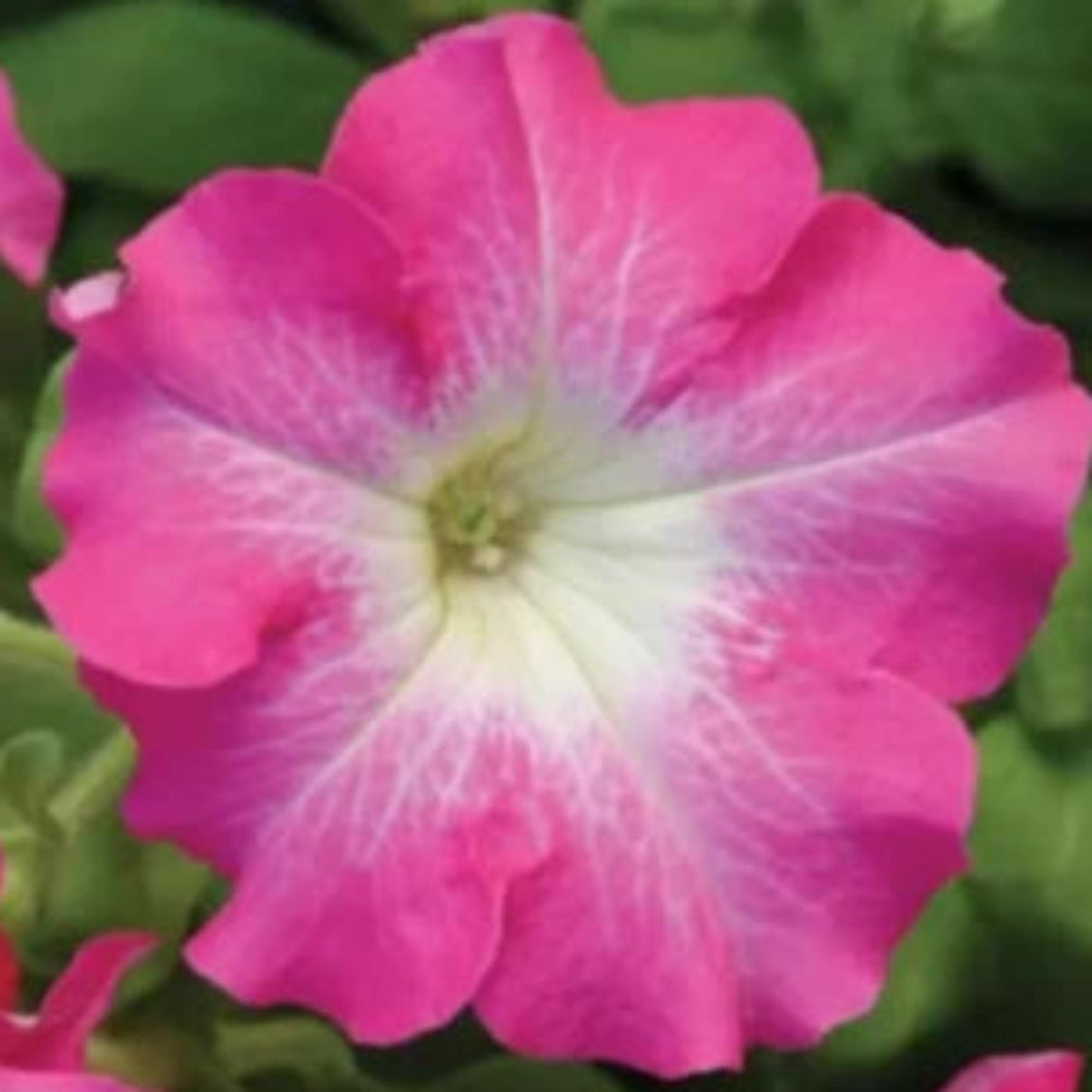 Petunia Dreams Pink Seeds for Planting Soft Pink Blooms, Pelleted Seeds for Planting  Heirloom, Non-GMO