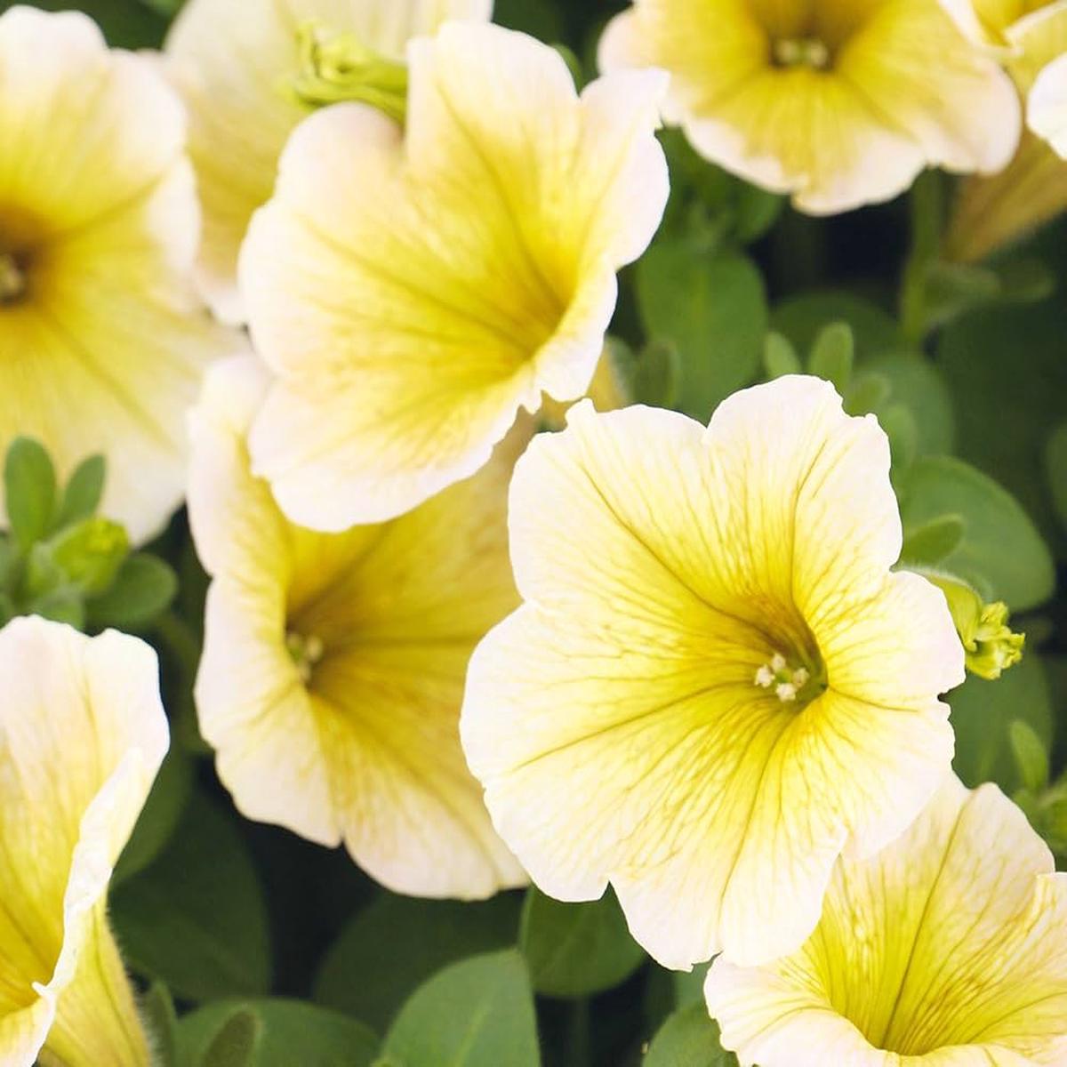 Petunia Flower Seeds for Planting Yellow & Cream  Heirloom, Non-GMO, High Germination Organic Garden Seeds
