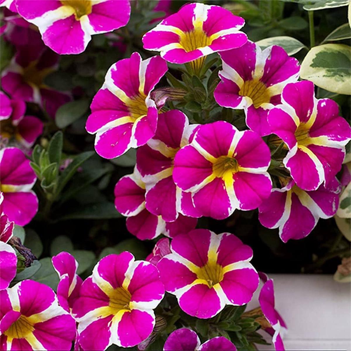 Petunia Petunia Hybrida Yellow Flower Seeds for Planting
