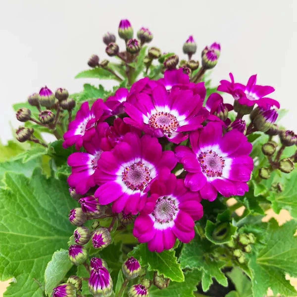 Pink Cineraria Flower seeds for Planting Cut Flower Favorite Heirloom & GMO Free Seeds for Home Garden Sale