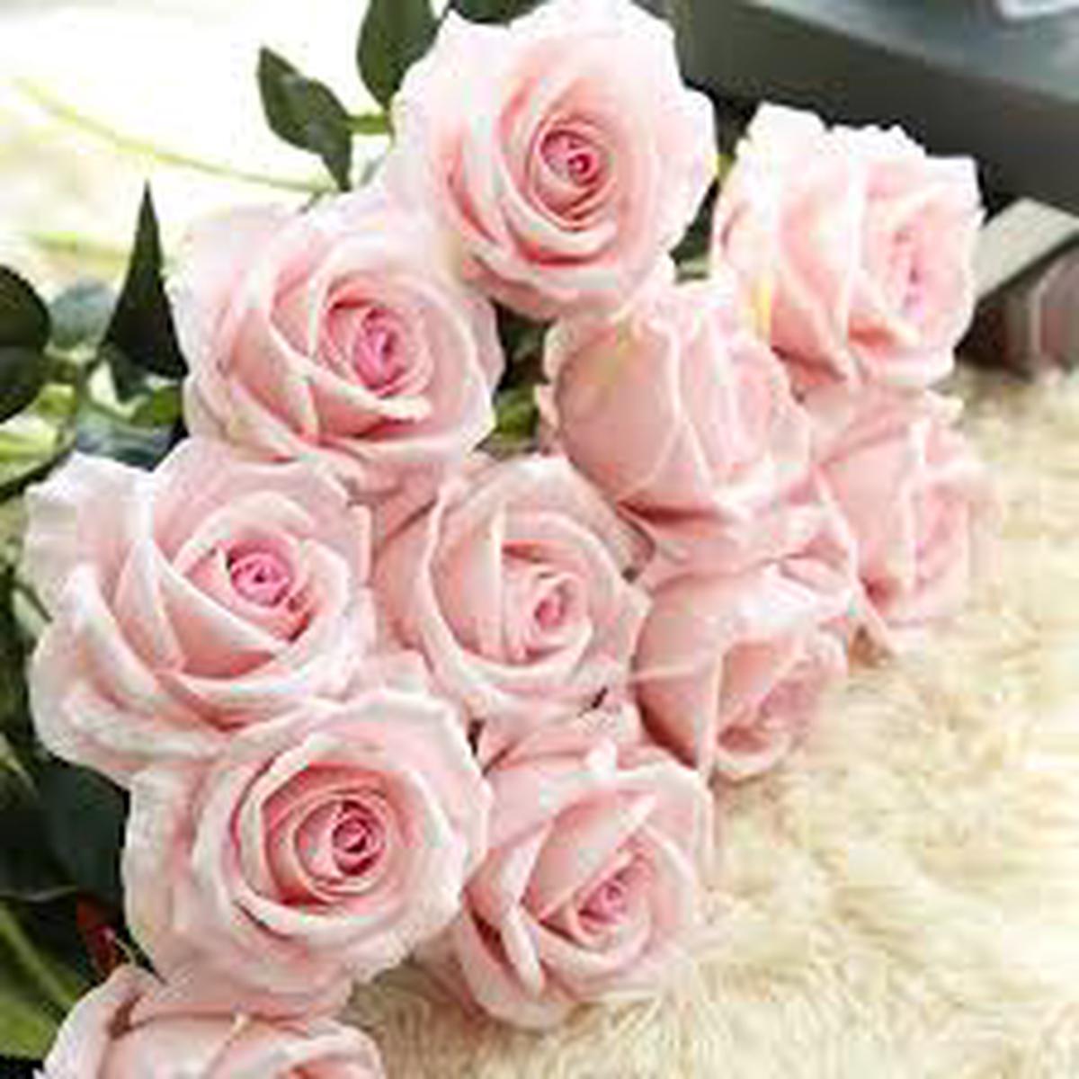 Pink Cream Rose Flower Seeds for Planting  Heirloom, Non-GMO, Long Bloom Season, High Germination