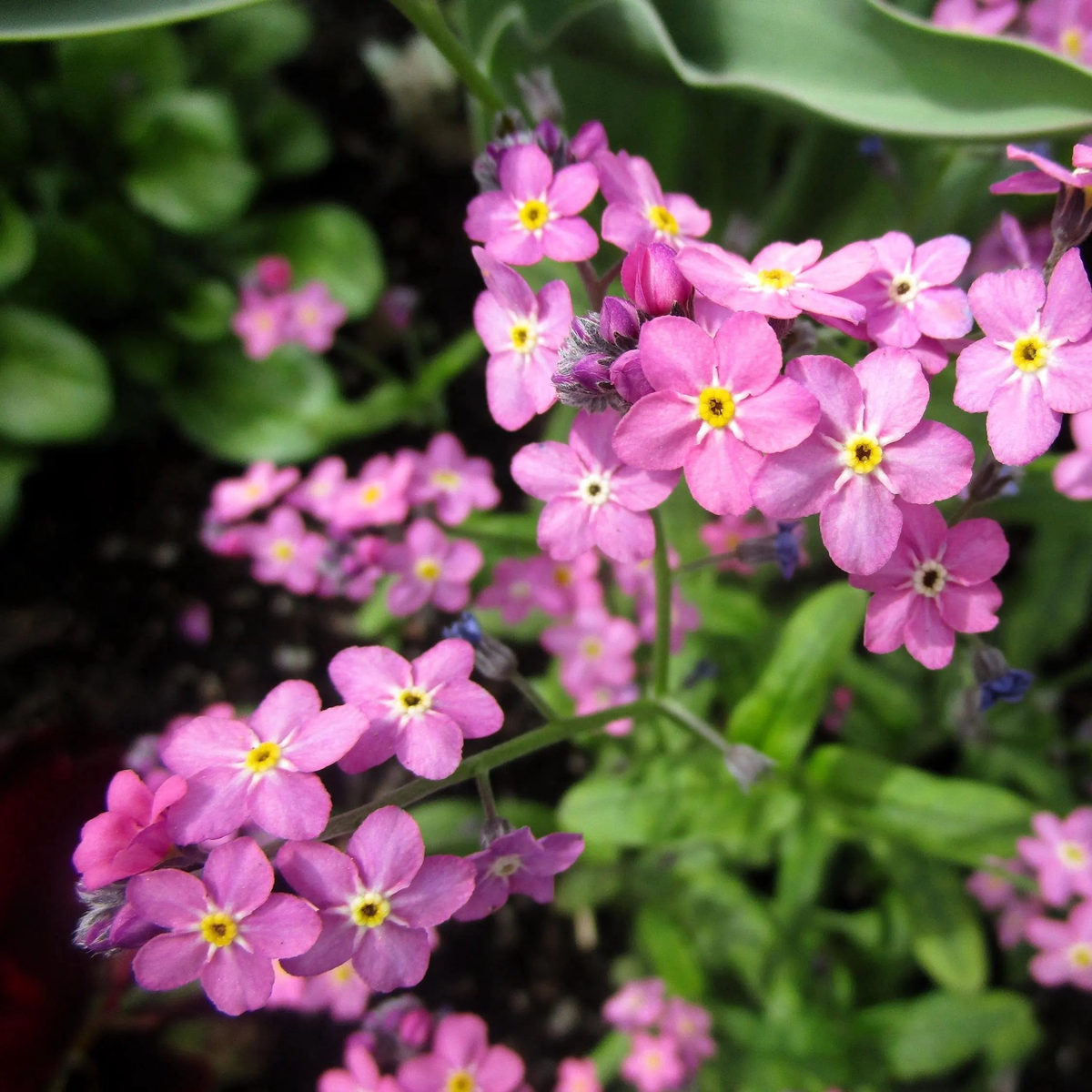 Pink Forget-Me-Not (Myosotis Sylvatica) Flower Seeds for Planting  Heirloom, Non-GMO, Easy to Grow, Perennial