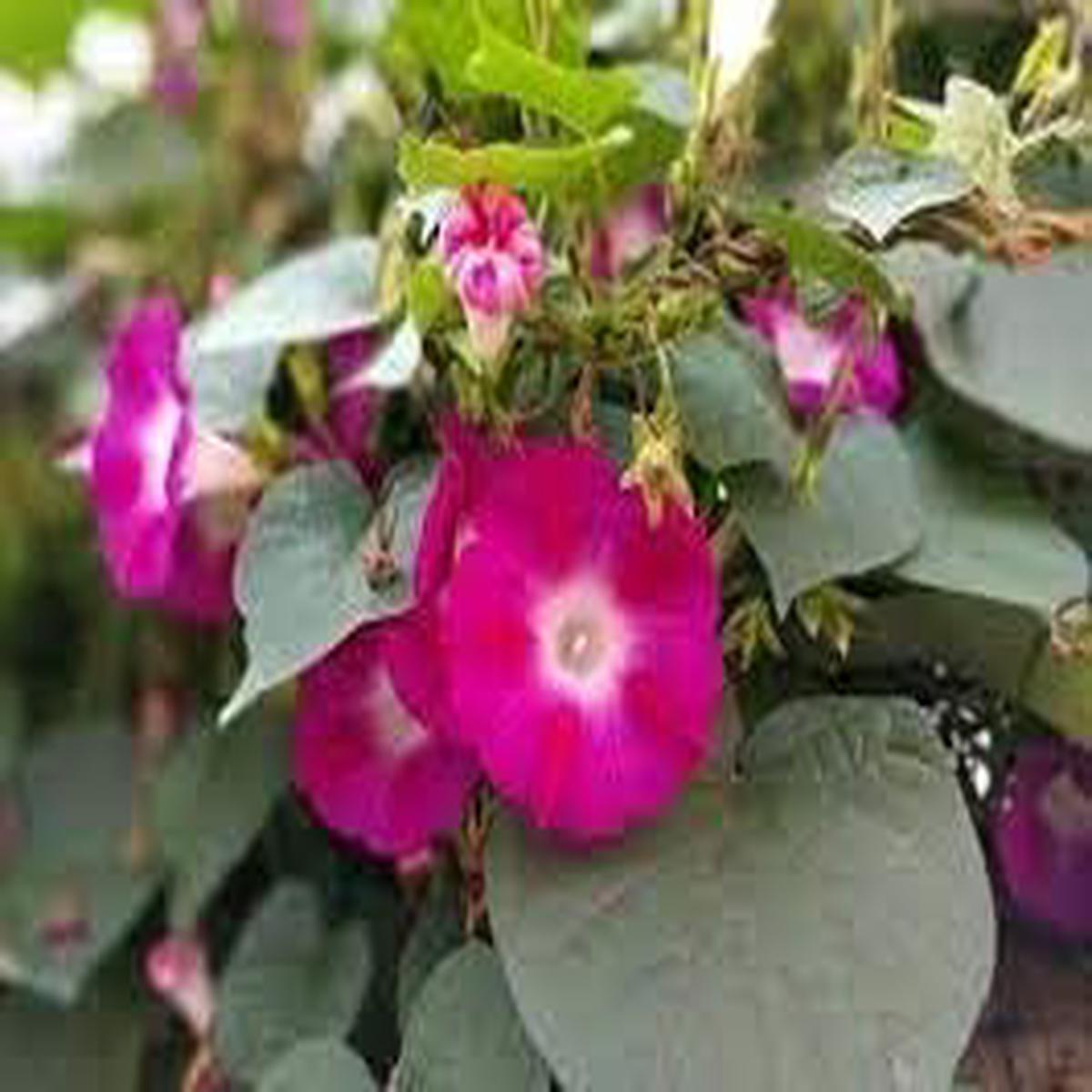 Pink Gardenia Flower Seeds for Planting Heirloom, Non-GMO, Organic BloomsPink Gardenia Flower Seeds for Planting Heirloom, Non-GMO, High Germination Organic Garden Blooms