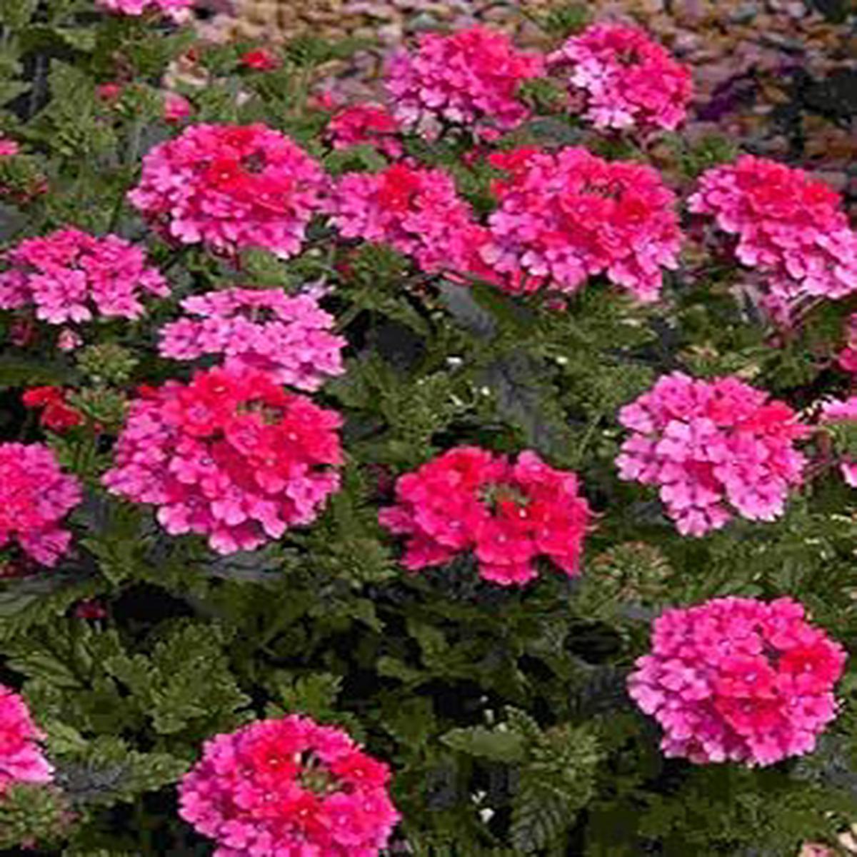 Pink Verbena Flower - Heirloom, Non - Gmo Seeds