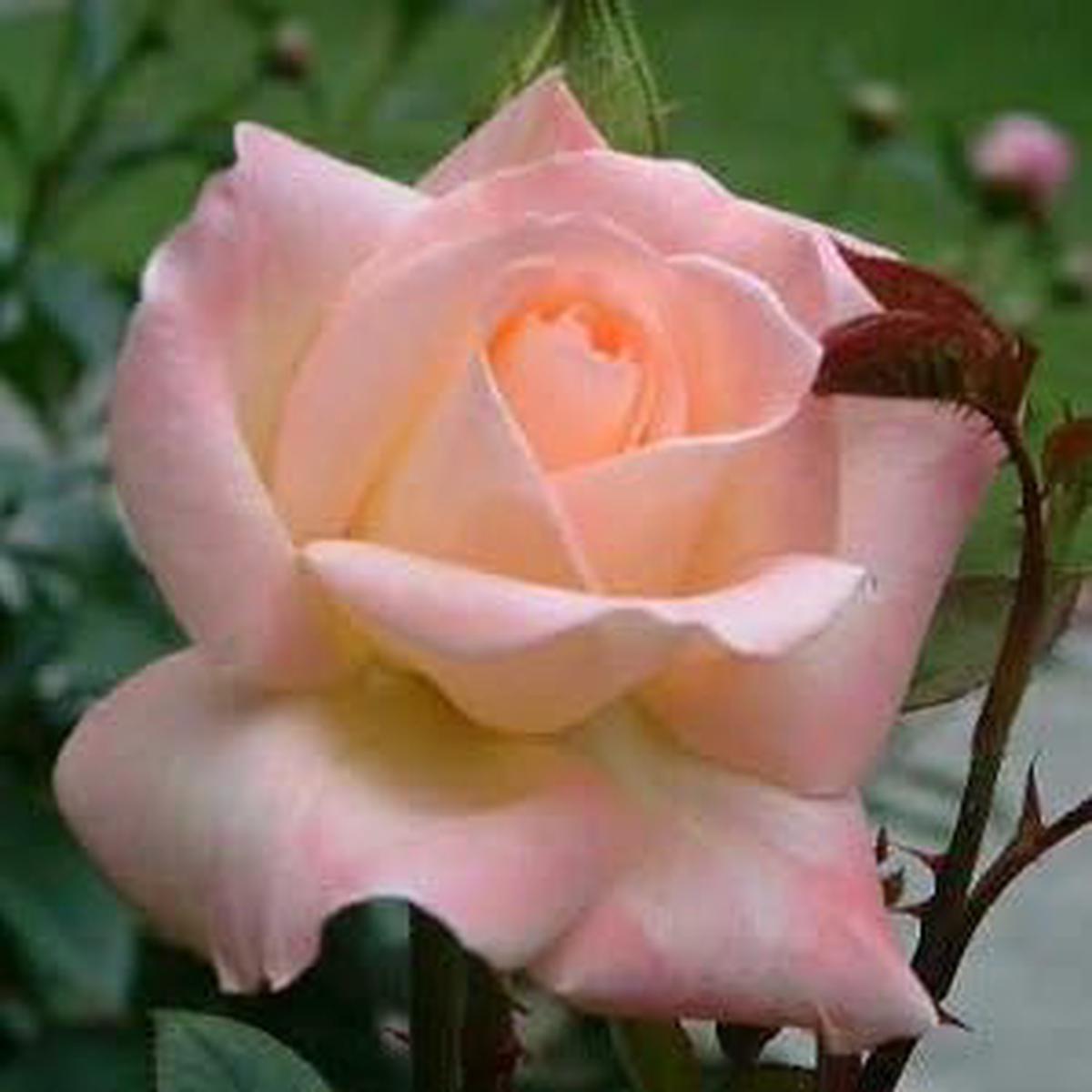 Pink Wales Rose Flower seeds for Planting - Premium Quality, Heirloom & GMO Free Seeds for Home Garden