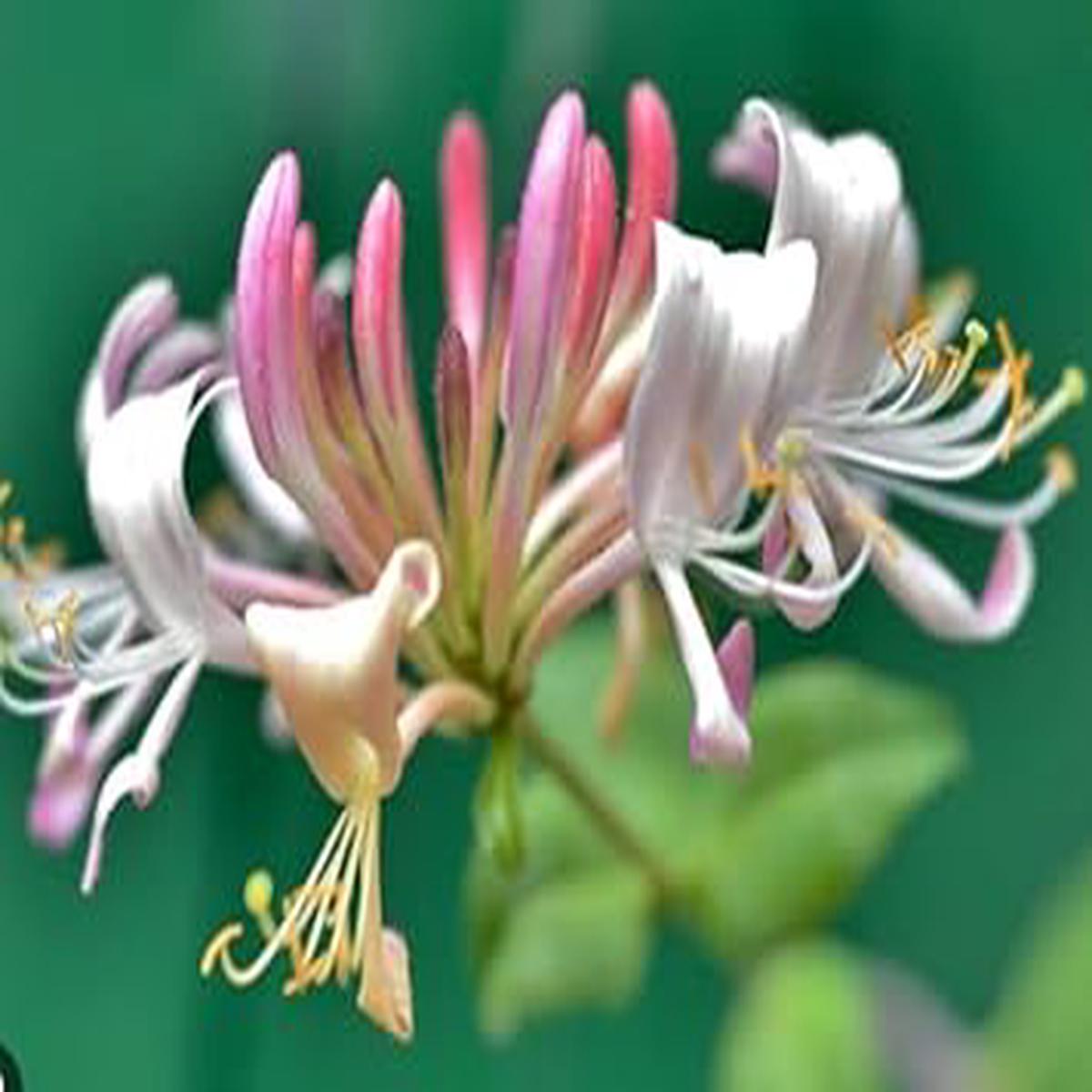 Pink White Cape Honeysuckle Flower seeds for Planting - Fragrant Blossoms, Heirloom & GMO Free Seeds for Home Garden