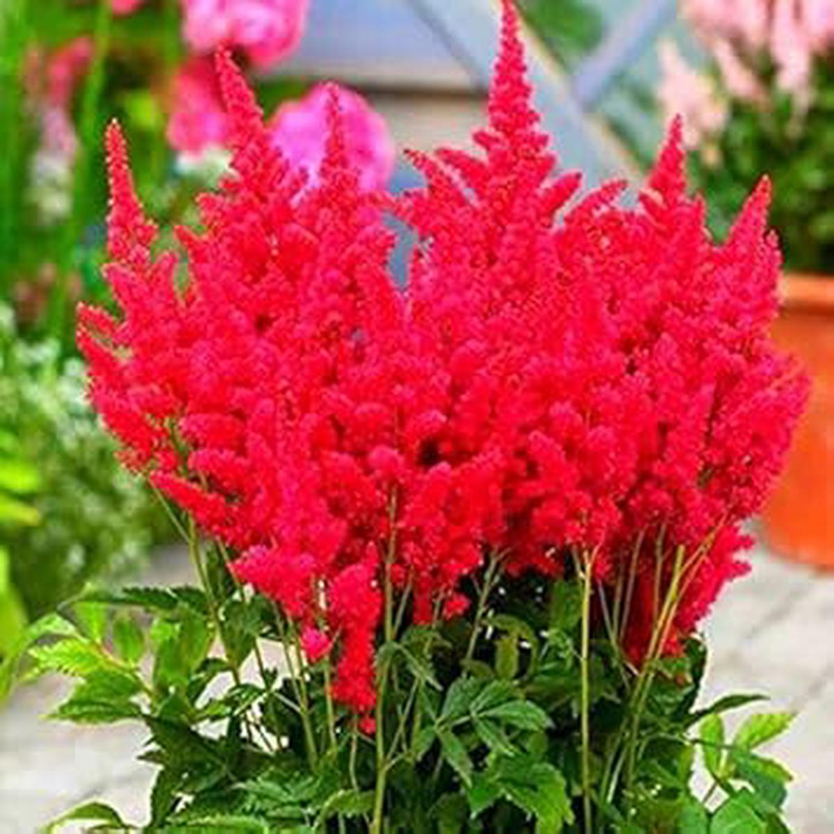 Red Astilbe Perennial Flower seeds for Planting - Pollinator Friendly, Heirloom & GMO Free Seeds for Home Garden
