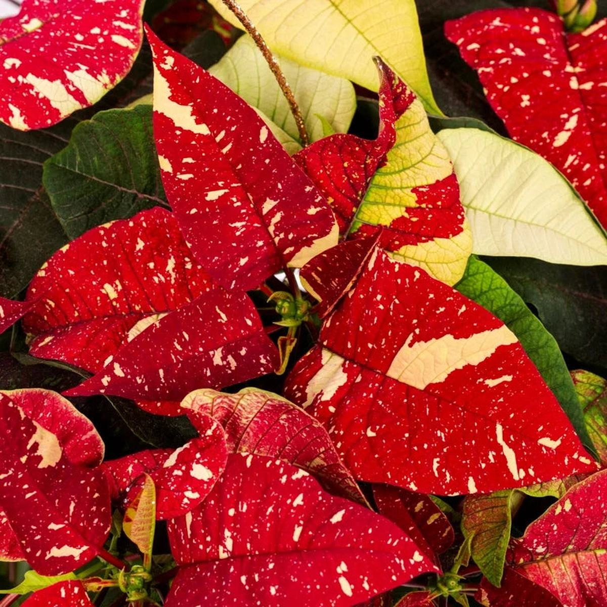 Red White Poinsettia Flower Seeds  Heirloom Non-GMO Seeds for Planting | Festive Organic Garden Seeds | High Germination