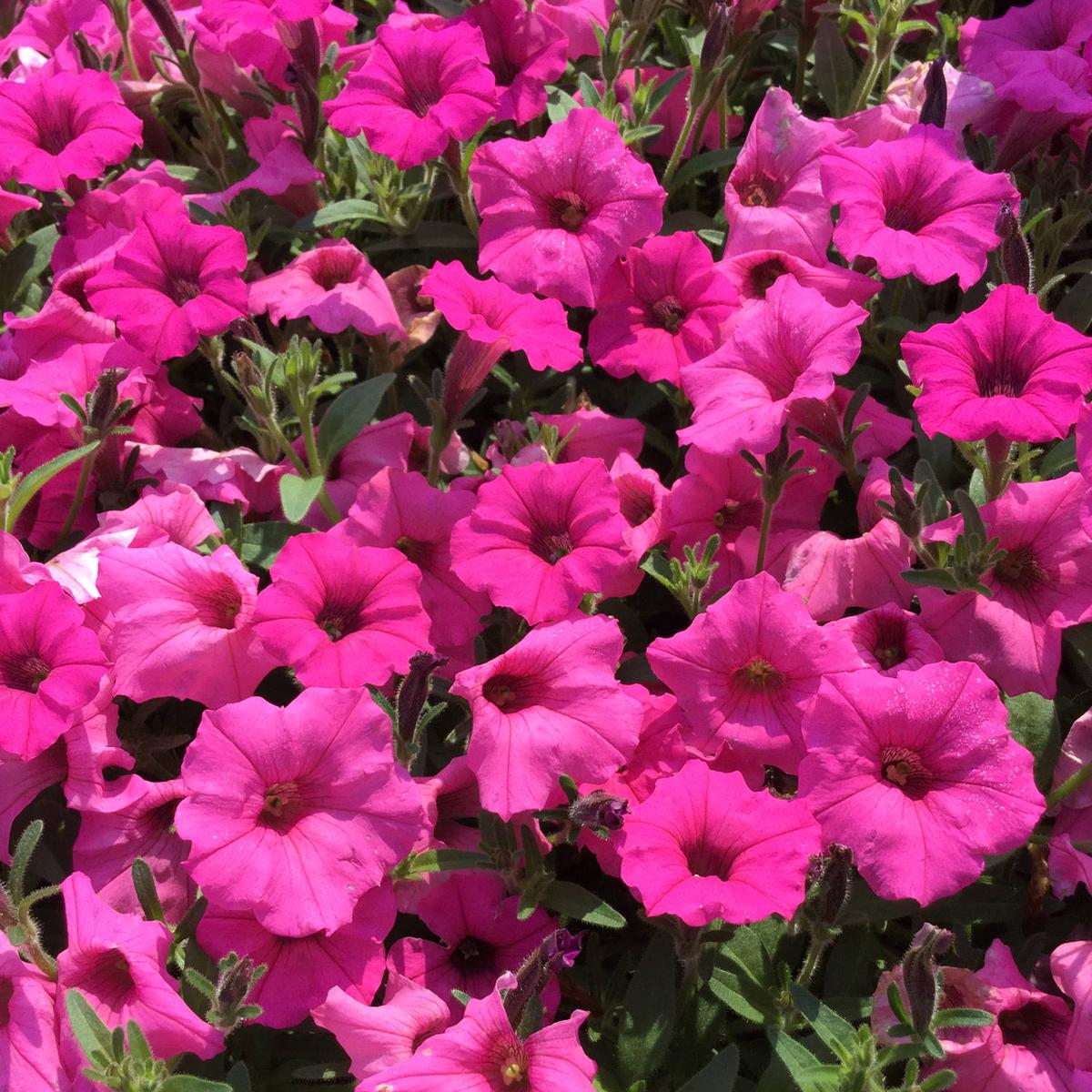 Rose Pink Petunia Hybrida Hanging Flower Seeds for Planting Heirloom, Non-GMO, High Germination