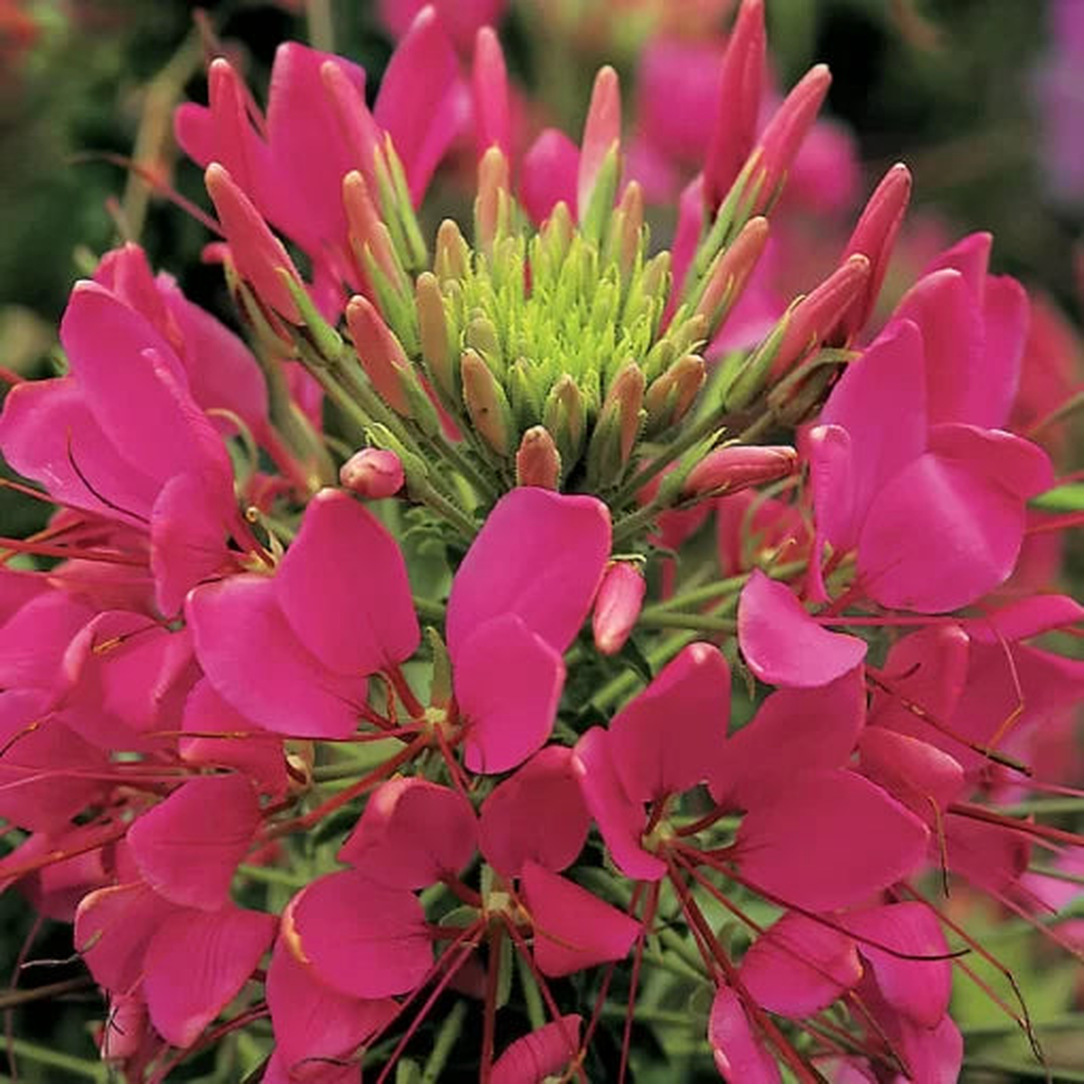 Rose Spider Flower Seeds | Sparkler Deep Rose Cleome  Heirloom, Non-GMO, High Germination Organic Garden Seeds