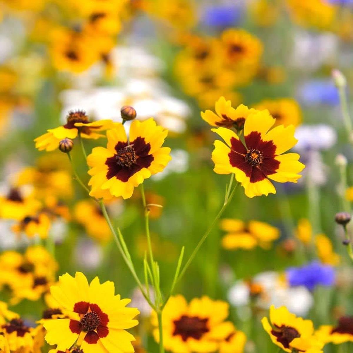 Sand Coreopsis Native Wildflower Drought-Tolerant Seeds