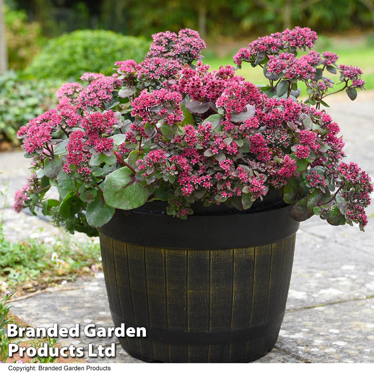 Sedum 'Busy Nights' seeds