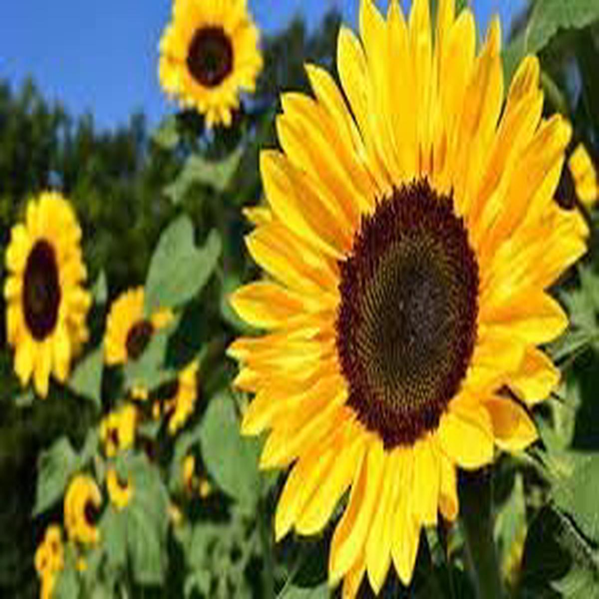 SunFlower Seeds for Planting  Heirloom, Non-GMO, High Germination Organic Garden Seeds