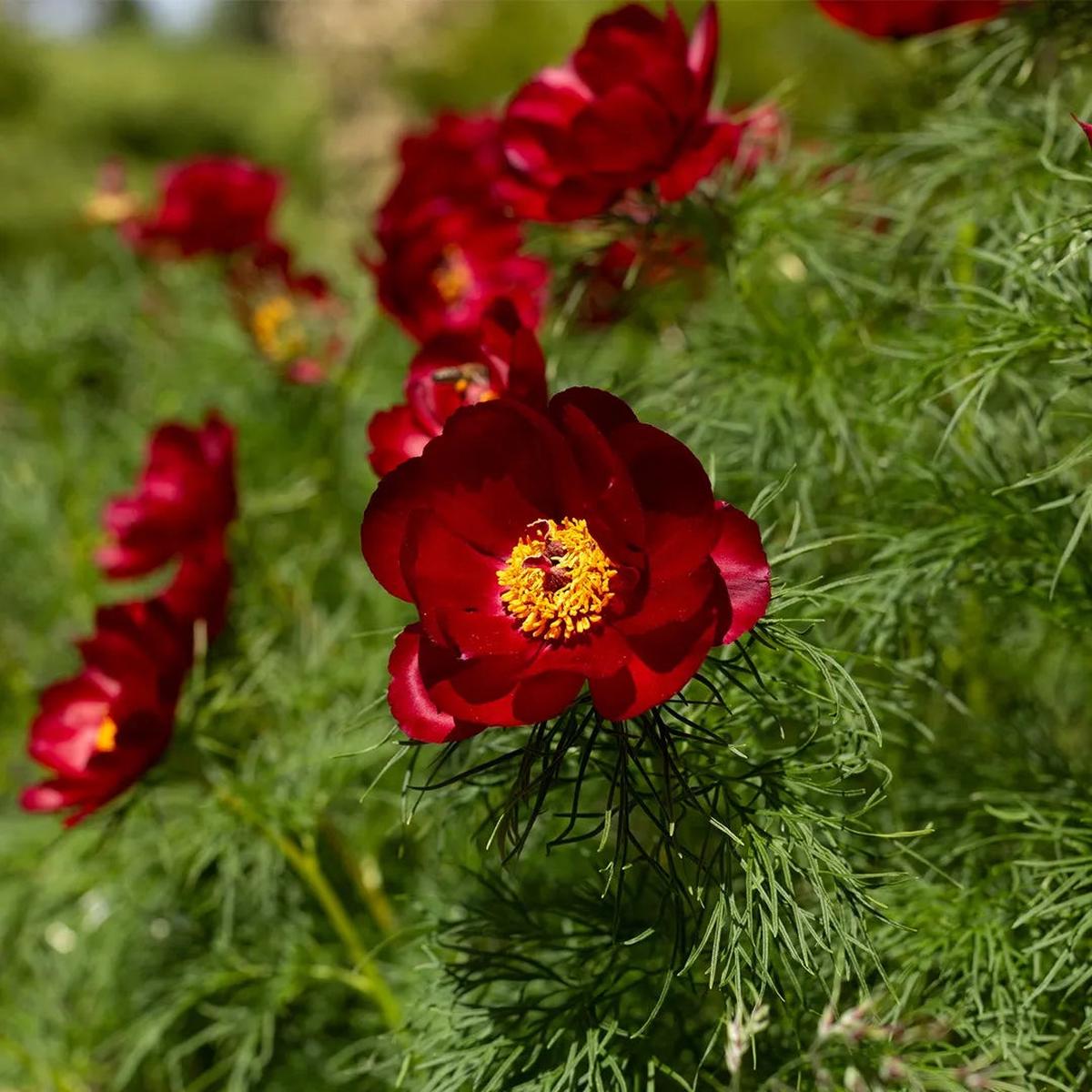 Tenuifolia Flower seeds for Planting Seasonal Bloomer Heirloom & GMO Free Seeds for Home Garden   Sale