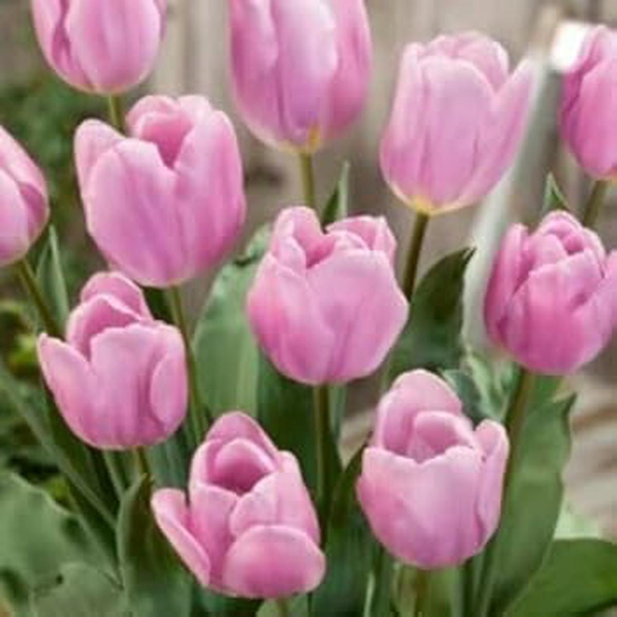 Tulip Flower seeds for Planting Pollinator Friendly Heirloom & GMO Free Seeds for Home Garden